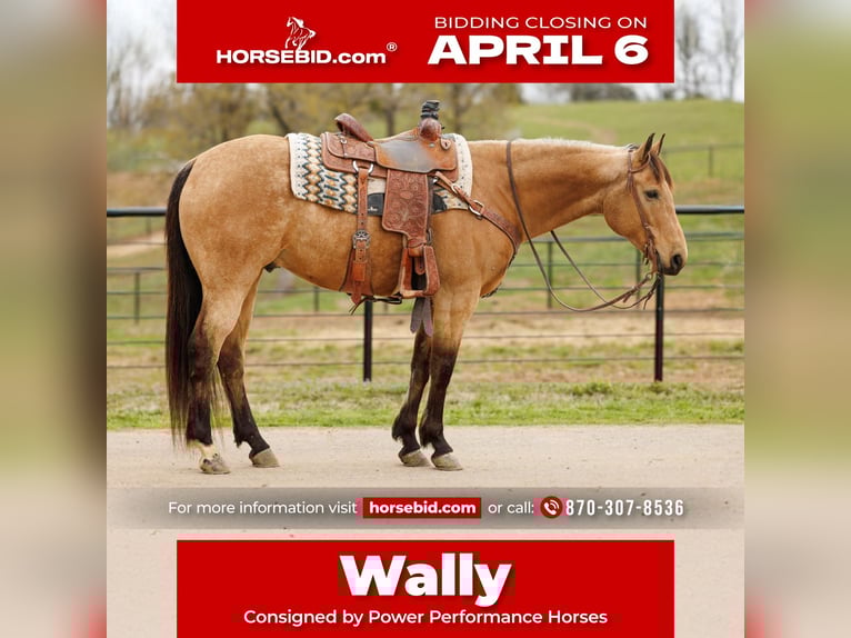 Quarter horse américain Hongre 7 Ans 160 cm Buckskin in Batesville