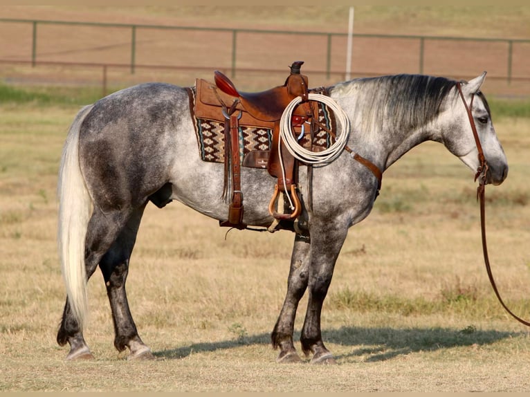 Quarter horse américain Hongre 7 Ans 160 cm Gris pommelé in Joshua TX
