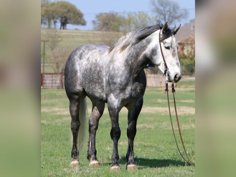 Quarter horse américain Hongre 7 Ans 160 cm Gris pommelé in Joshua TX