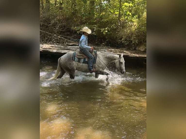 Quarter horse américain Hongre 7 Ans 160 cm Gris in Henderson