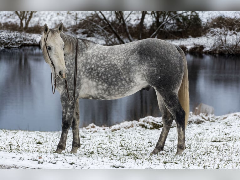 Quarter horse américain Hongre 7 Ans 160 cm Gris in Henderson