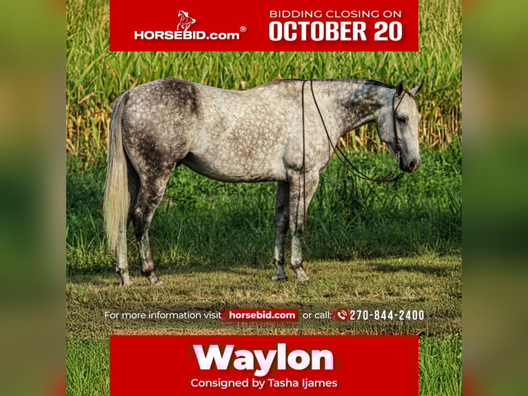 Quarter horse américain Hongre 7 Ans 160 cm Gris in Henderson