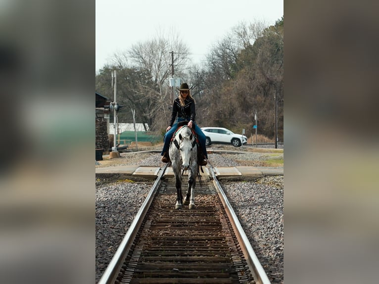 Quarter horse américain Hongre 7 Ans 160 cm Gris in Quitman