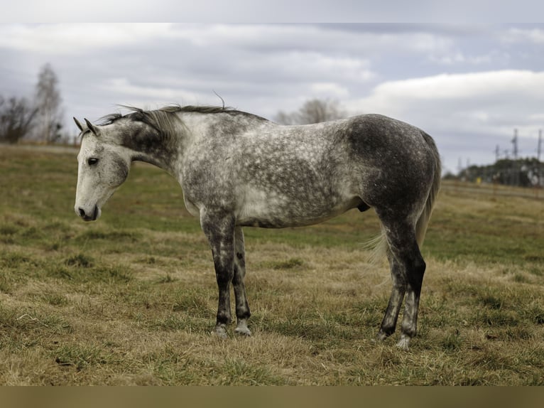 Quarter horse américain Hongre 7 Ans 160 cm Gris in Quitman