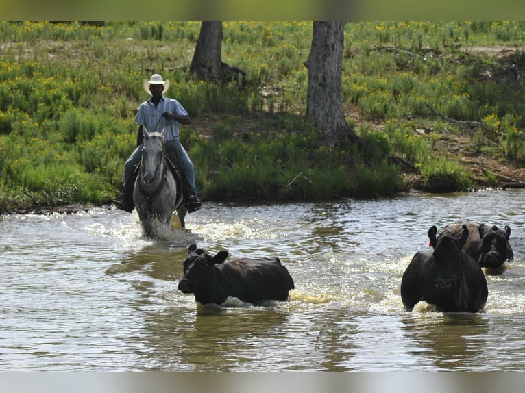 Quarter horse américain Hongre 7 Ans 160 cm Gris in Henderson