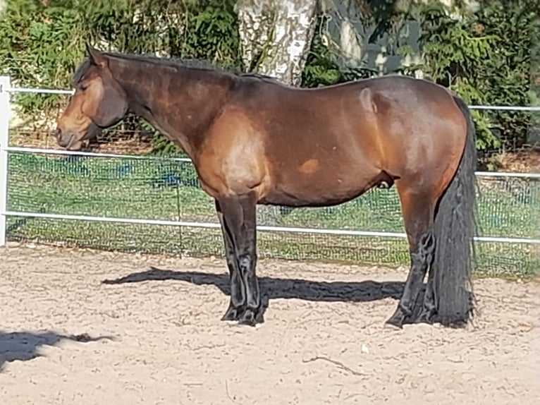 Quarter horse américain Hongre 7 Ans 161 cm Bai in Steinhagen