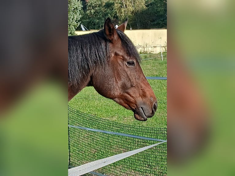 Quarter horse américain Hongre 7 Ans 161 cm Bai in Steinhagen