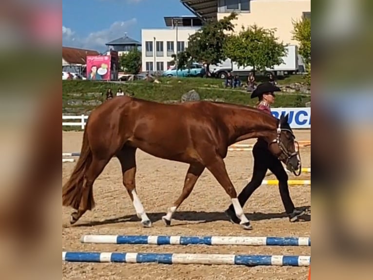 Quarter horse américain Hongre 7 Ans 162 cm Alezan in Burgebrach