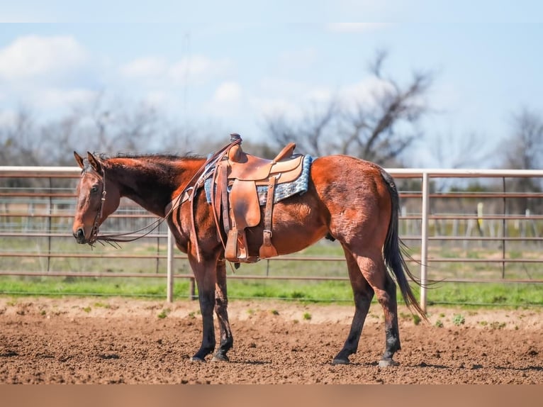 Quarter horse américain Hongre 7 Ans 163 cm Bai cerise in Weatherford, TX