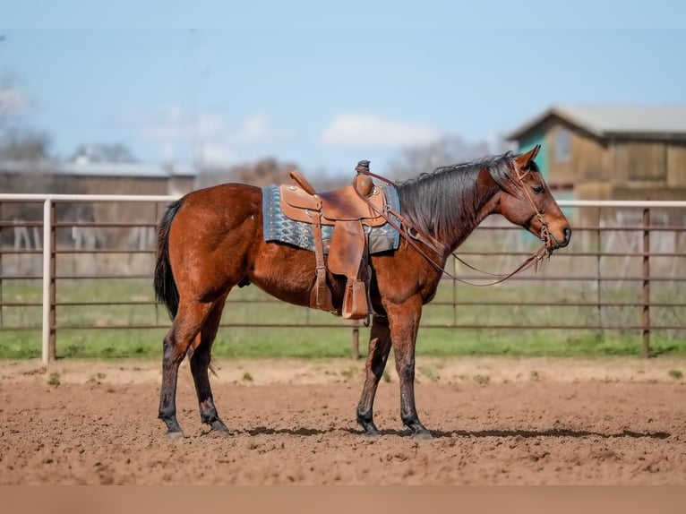 Quarter horse américain Hongre 7 Ans 163 cm Bai cerise in Weatherford, TX