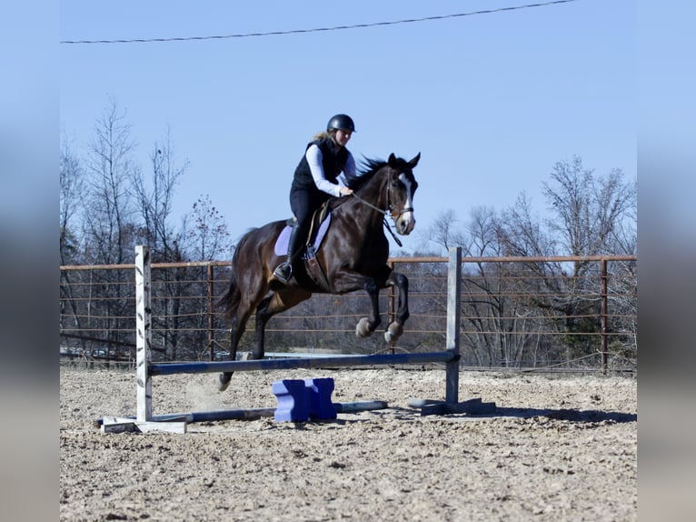 Quarter horse américain Croisé Hongre 7 Ans 163 cm Bai cerise in Athens