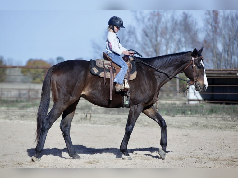 Quarter horse américain Croisé Hongre 7 Ans 163 cm Bai cerise in Athens