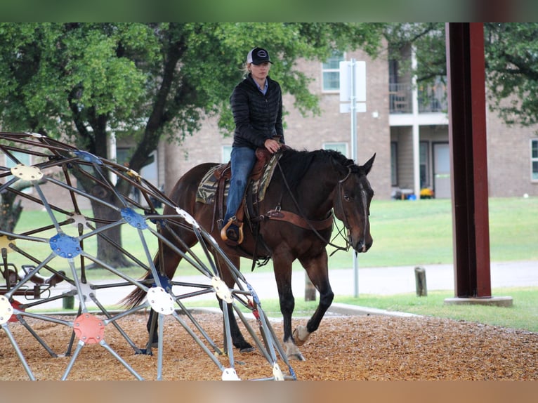 Quarter horse américain Hongre 7 Ans 163 cm Bai cerise in Stephenville TX