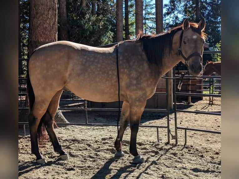 Quarter horse américain Hongre 7 Ans 163 cm Buckskin in BC, Canada