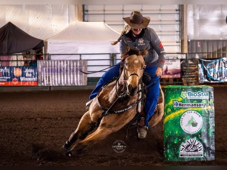 Quarter horse américain Hongre 7 Ans 163 cm Buckskin in BC, Canada
