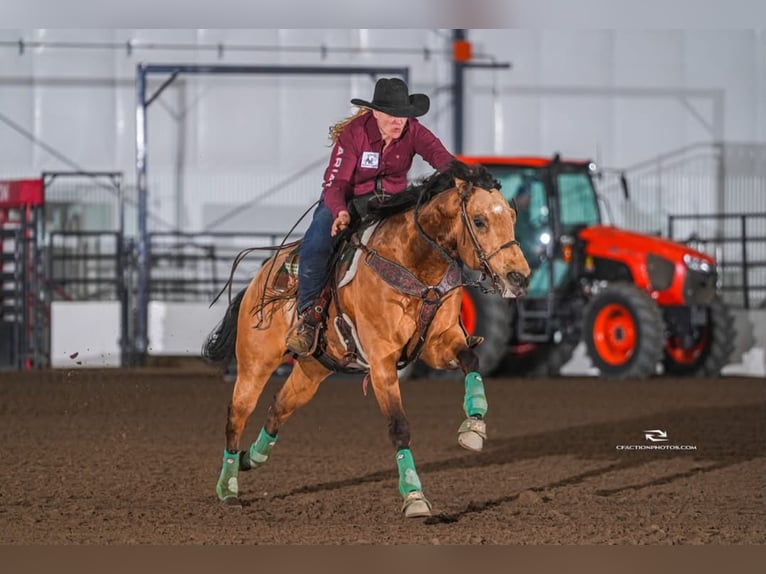 Quarter horse américain Hongre 7 Ans 163 cm Buckskin in BC, Canada