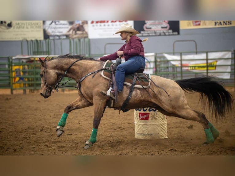 Quarter horse américain Hongre 7 Ans 163 cm Buckskin in BC, Canada