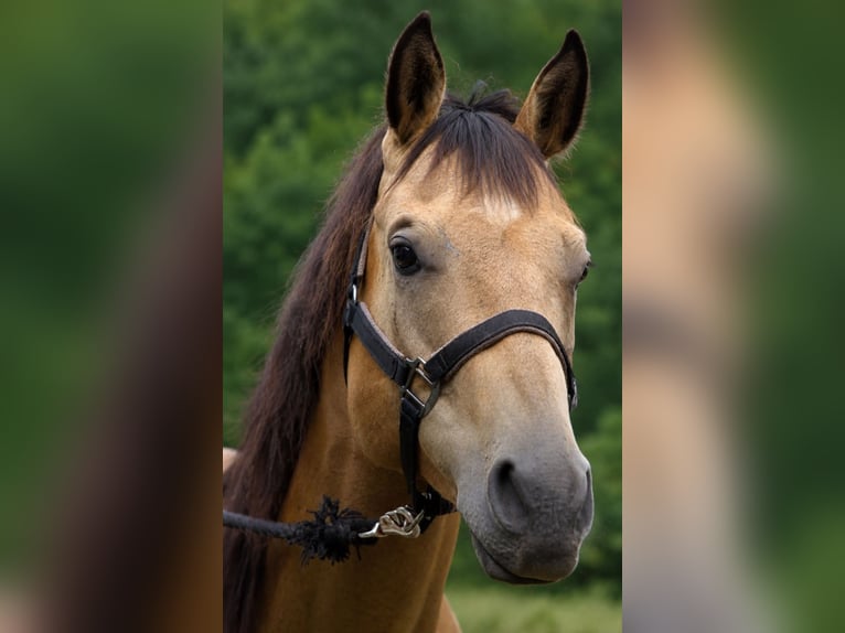 Quarter horse américain Hongre 7 Ans 163 cm Buckskin in BC, Canada