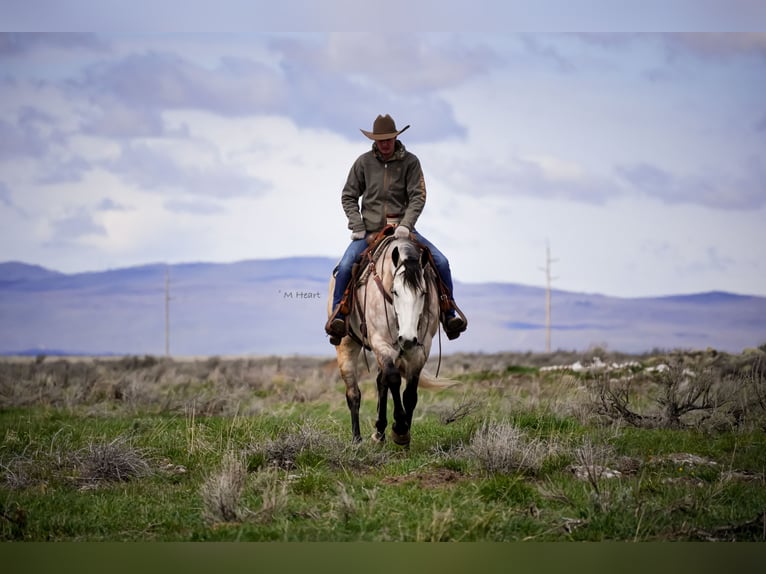 Quarter horse américain Hongre 7 Ans 163 cm Gris in Saint Anthony