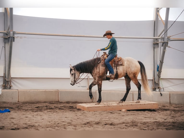 Quarter horse américain Hongre 7 Ans 163 cm Gris in Saint Anthony