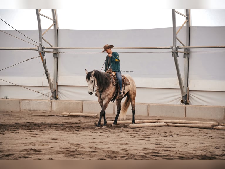 Quarter horse américain Hongre 7 Ans 163 cm Gris in Saint Anthony