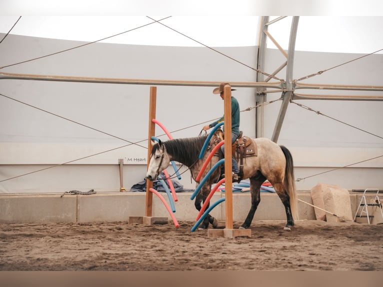Quarter horse américain Hongre 7 Ans 163 cm Gris in Saint Anthony