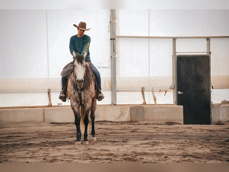 Quarter horse américain Hongre 7 Ans 163 cm Gris in Saint Anthony