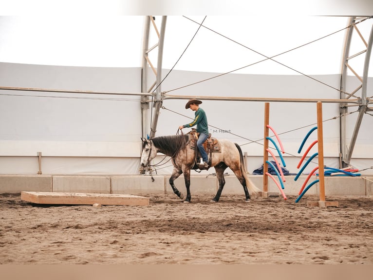 Quarter horse américain Hongre 7 Ans 163 cm Gris in Saint Anthony