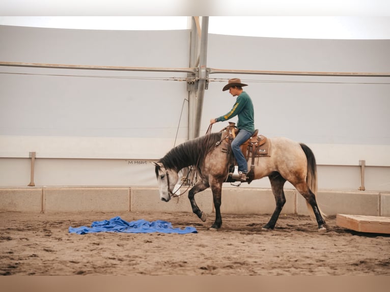 Quarter horse américain Hongre 7 Ans 163 cm Gris in Saint Anthony