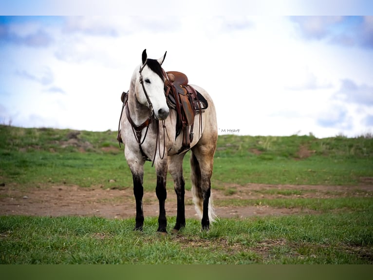 Quarter horse américain Hongre 7 Ans 163 cm Gris in Saint Anthony