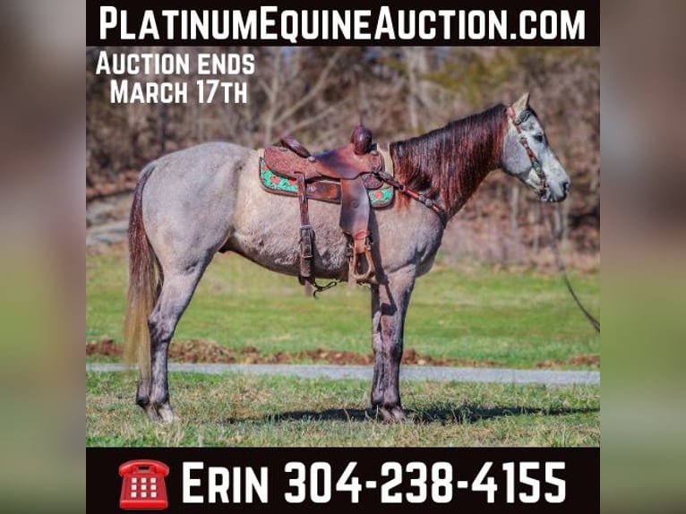 Quarter horse américain Hongre 7 Ans 163 cm Gris in Flemingsburg KY