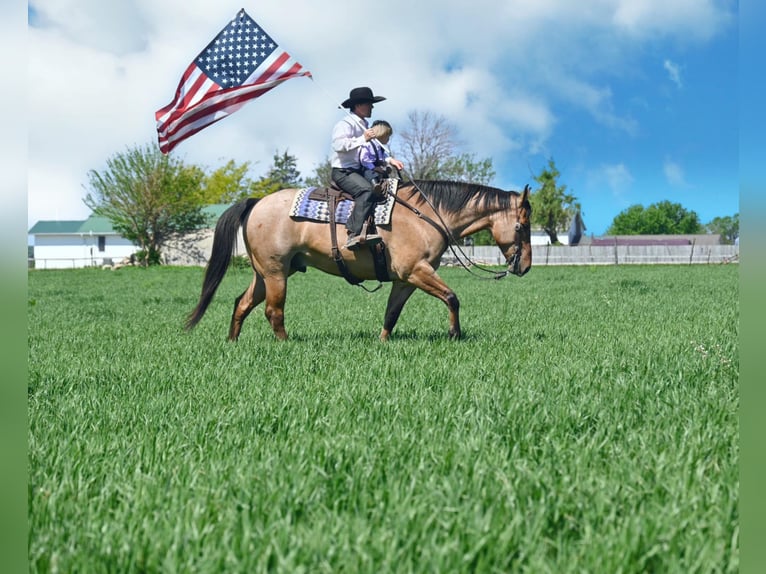 Quarter horse américain Hongre 7 Ans 163 cm Isabelle in fAIRBANKS iOWA