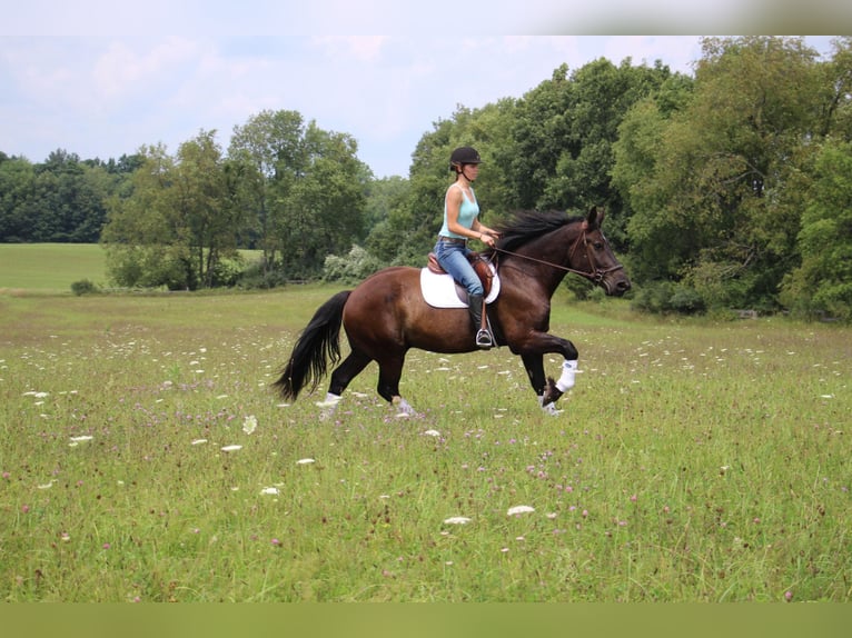 Quarter horse américain Hongre 7 Ans 163 cm Noir in Highland MI