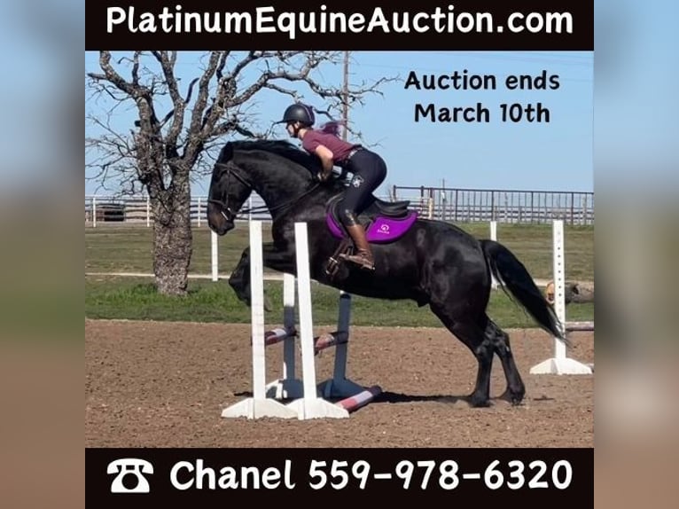 Quarter horse américain Hongre 7 Ans 163 cm Noir in Jacksboro TX