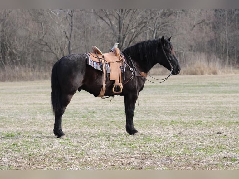 Quarter horse américain Hongre 7 Ans 163 cm Noir in Thopkinsville, KY