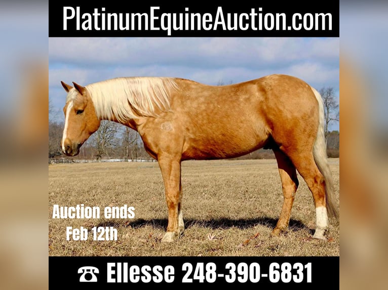 Quarter horse américain Hongre 7 Ans 163 cm Palomino in Highland Mi