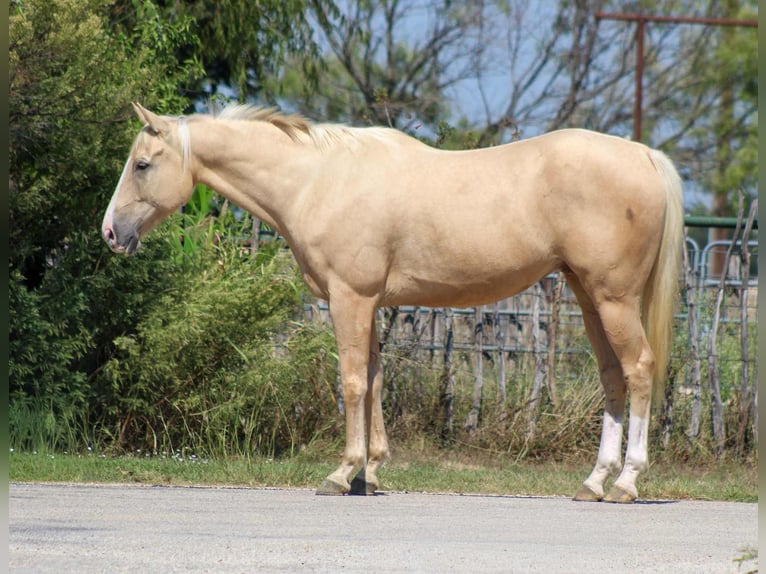 Quarter horse américain Hongre 7 Ans 163 cm Palomino in Stephenville, TX