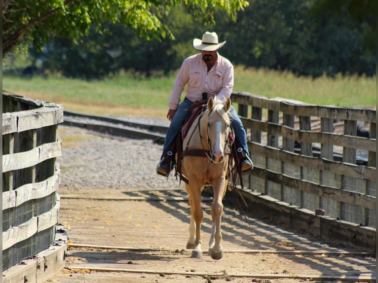 Quarter horse américain Hongre 7 Ans 163 cm Palomino in Stephenville, TX