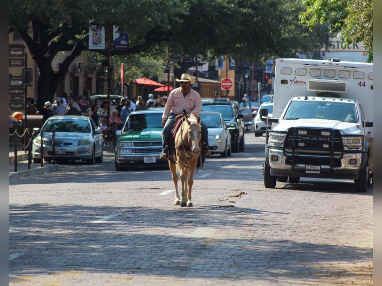 Quarter horse américain Hongre 7 Ans 163 cm Palomino in Stephenville, TX