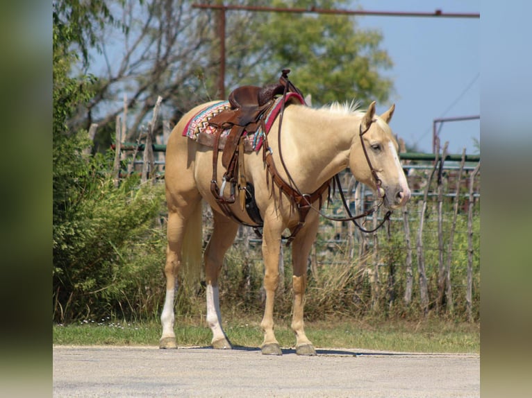 Quarter horse américain Hongre 7 Ans 163 cm Palomino in Stephenville, TX