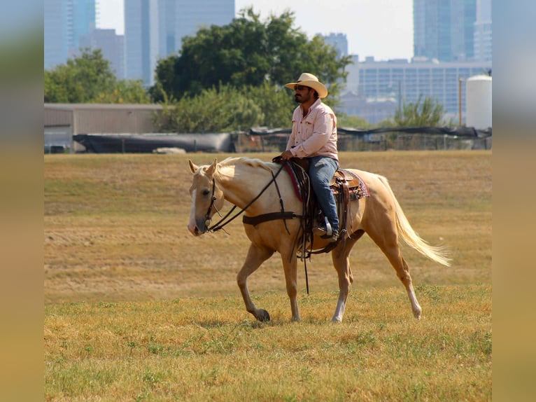 Quarter horse américain Hongre 7 Ans 163 cm Palomino in Stephenville, TX