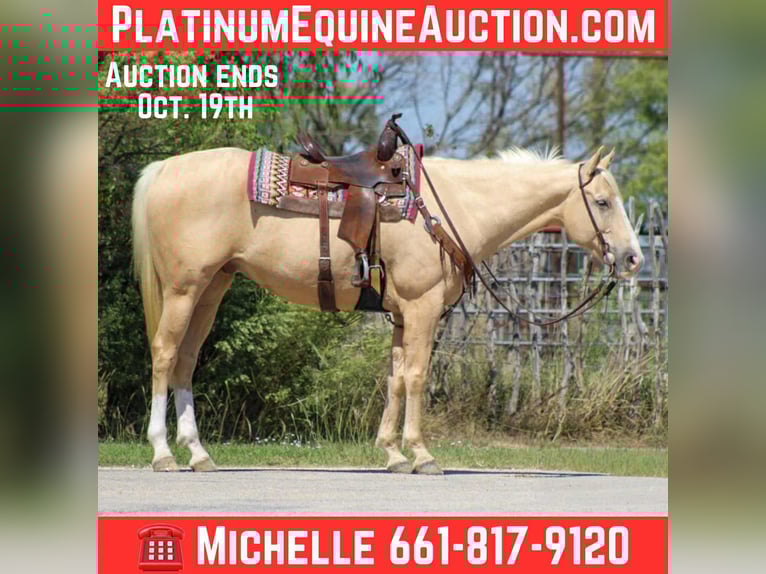Quarter horse américain Hongre 7 Ans 163 cm Palomino in Stephenville, TX