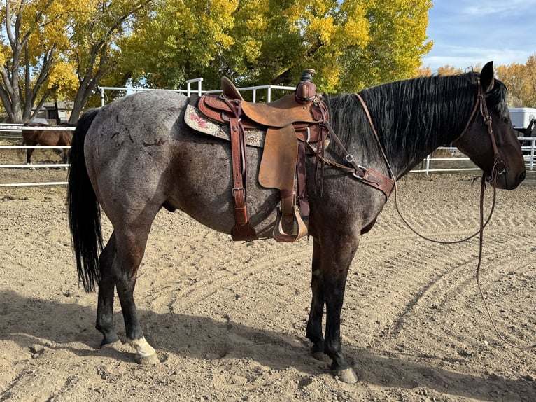 Quarter horse américain Hongre 7 Ans 163 cm Roan-Bay in Aztec, NM
