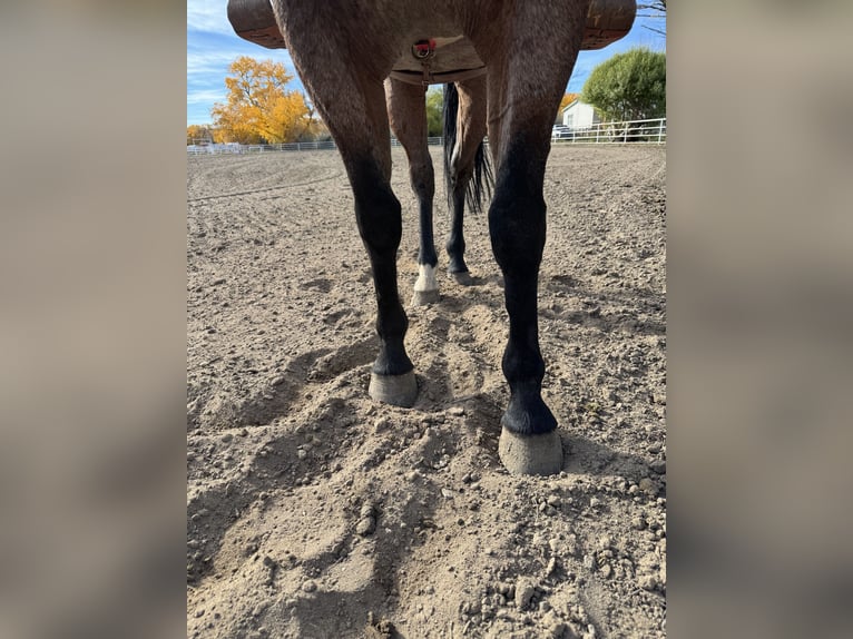 Quarter horse américain Hongre 7 Ans 163 cm Roan-Bay in Aztec, NM