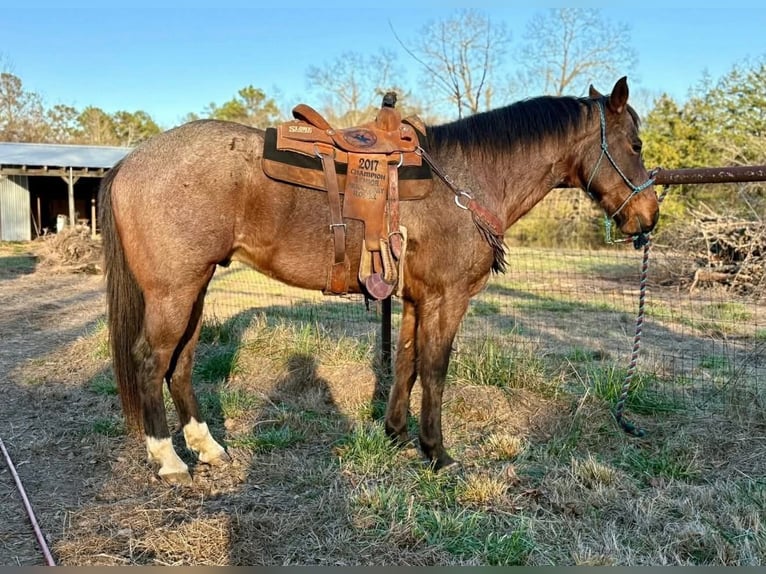 Quarter horse américain Hongre 7 Ans 163 cm Roan-Bay in Hatfield