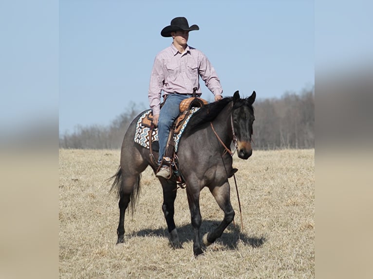 Quarter horse américain Hongre 7 Ans 163 cm Rouan Bleu in Mount Vernon KY