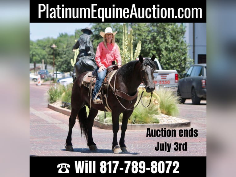 Quarter horse américain Hongre 7 Ans 165 cm Noir in jOSHUA tx