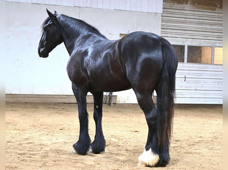 Quarter horse américain Hongre 7 Ans 165 cm Noir in Sturgis Mi