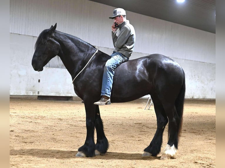 Quarter horse américain Hongre 7 Ans 165 cm Noir in Sturgis Mi
