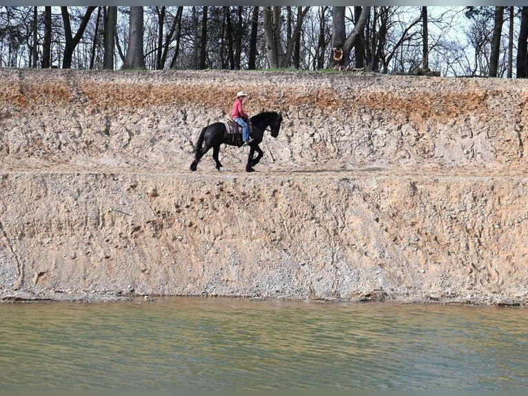Quarter horse américain Hongre 7 Ans 165 cm Noir in Sturgis Mi